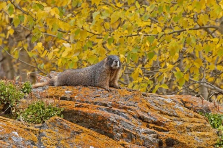 Picture of CO, ROCKY MTS YELLOW-BELLIED MARMOT ON AN AUTUMM