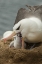 Picture of SAUNDERS ISLAND BLACK-BROWED ALBATROSS AND CHICK
