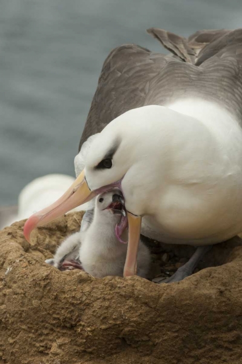 Picture of SAUNDERS ISLAND BLACK-BROWED ALBATROSS AND CHICK