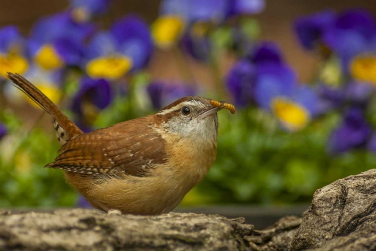 Picture of NORTH CAROLINA, GUILFORD CO CAROLINA WREN EATING