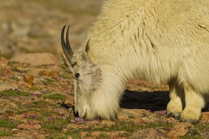 Picture of CO, MOUNT EVANS MOUNTAIN GOAT FEEDING ON FLOWERS