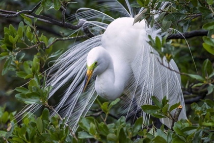 Picture of FL, ANASTASIA IS GREAT EGRET IN BREEDING PLUMAGE