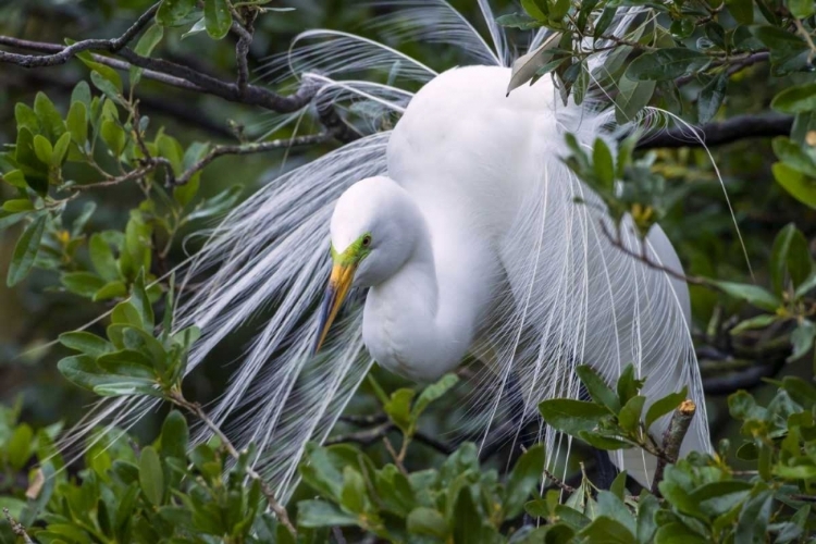 Picture of FL, ANASTASIA IS GREAT EGRET IN BREEDING PLUMAGE