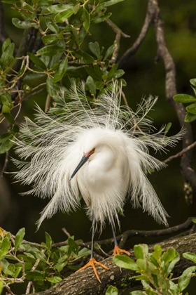 Picture of FL, ANASTASIA IS SNOWY EGRET IN BREEDING PLUMAGE
