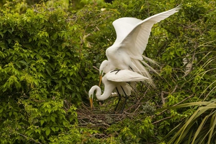Picture of FL, ANASTASIA IS GREAT EGRET PAIR MATING AT NEST