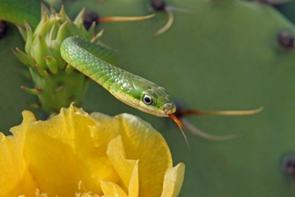 Picture of TX, KIMBLE CO, ROUGH GREEN SNAKE AND PRICKLY PEAR