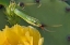 Picture of TX, KIMBLE CO, ROUGH GREEN SNAKE AND PRICKLY PEAR