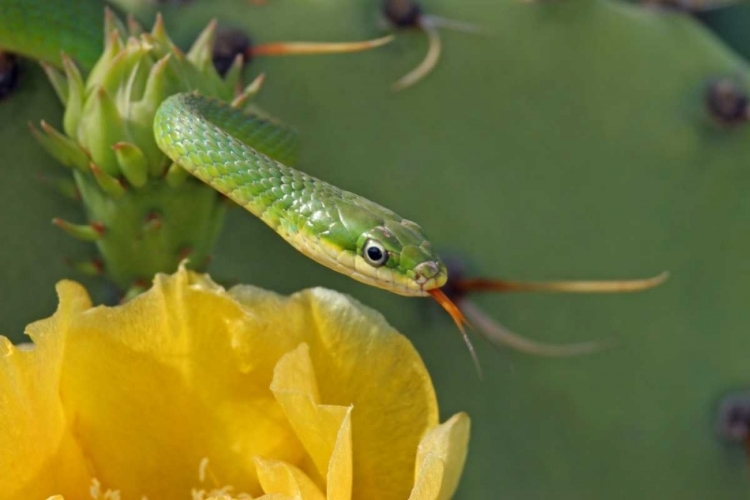 Picture of TX, KIMBLE CO, ROUGH GREEN SNAKE AND PRICKLY PEAR