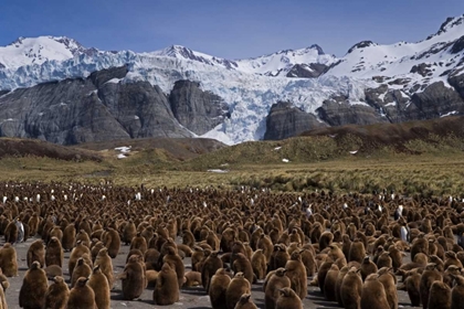 Picture of SOUTH GEORGIA ISL, KING PENGUIN COLONY