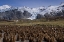 Picture of SOUTH GEORGIA ISL, KING PENGUIN COLONY