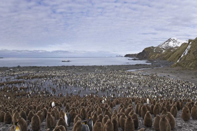 Picture of SOUTH GEORGIA ISL, KING PENGUIN COLONY