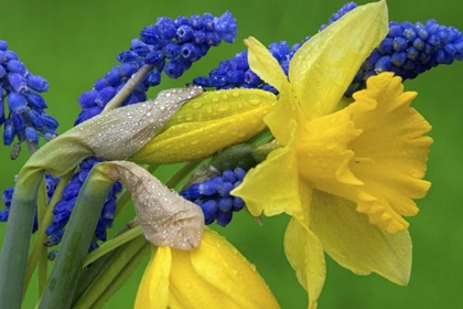 Picture of DETAIL OF DAFFODIL AND HYACINTH FLOWERS