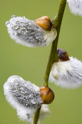 Picture of CLOSE-UP OF RAIN DROPS ON PUSSY WILLOWS