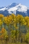 Picture of USA, COLORADO FALL ASPENS AND MOUNTAIN
