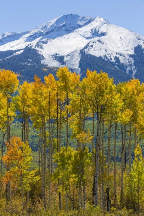 Picture of USA, COLORADO FALL ASPENS AND MOUNTAIN