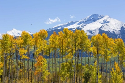 Picture of USA, COLORADO FALL ASPENS AND MOUNTAIN