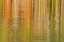 Picture of USA, IDAHO REFLECTIONS ON REDFISH LAKE