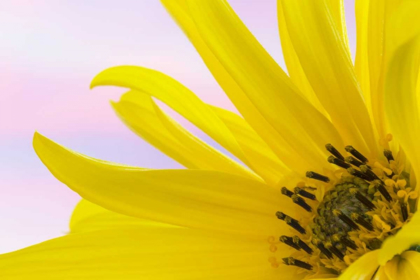 Picture of WASHINGTON DETAIL OF SUNFLOWER BLOSSOM