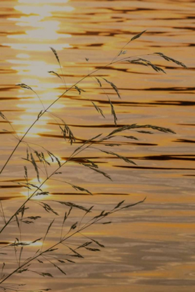 Picture of WASHINGTON SUNSET ON WATER AND GRASSES