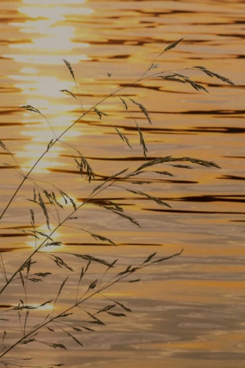 Picture of WASHINGTON SUNSET ON WATER AND GRASSES