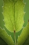 Picture of WASHINGTON, SEABECK OREGON GRAPE PLANT