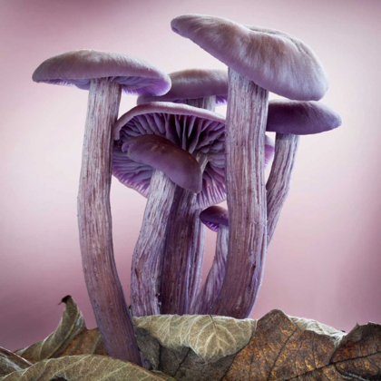 Picture of WASHINGTON, SEABECK GROUP OF MUSHROOMS