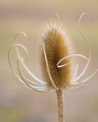 Picture of OREGON, MALHEUR NWR DRIED TEASEL PLANT