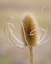 Picture of OREGON, MALHEUR NWR DRIED TEASEL PLANT