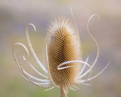 Picture of OREGON, MALHEUR NWR DRIED TEASEL PLANT