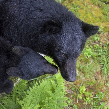 Picture of ALASKA, ANAN CREEK MOTHER BEAR AND CUB