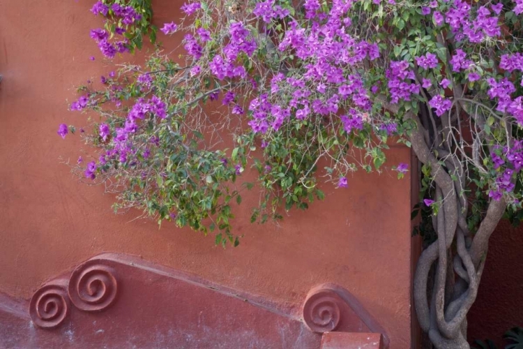 Picture of MEXICO BOUGAINVILLEA TREE NEXT TO WALL