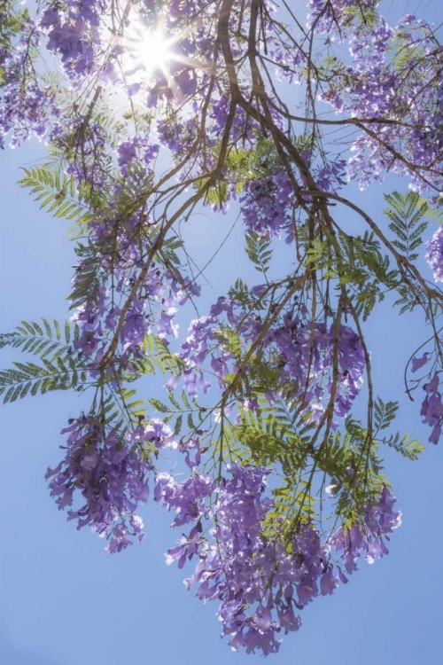 Picture of MEXICO SUNBURST THROUGH JACARANDA TREE