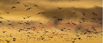 Picture of NEW MEXICO SNOW GEESE FLYING AT SUNSET