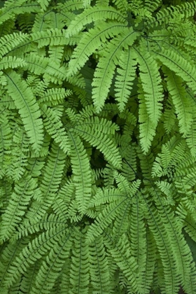 Picture of OR MAIDENHAIR FERNS IN SILVER FALLS SP