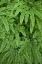Picture of OR MAIDENHAIR FERNS IN SILVER FALLS SP
