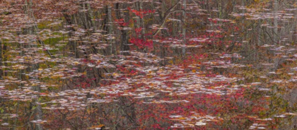 Picture of TN FALL REFLECTIONS IN FALL CREEK LAKE