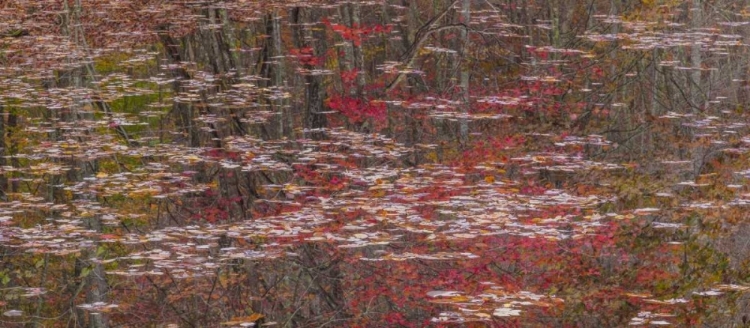 Picture of TN FALL REFLECTIONS IN FALL CREEK LAKE