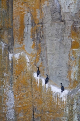 Picture of CANADA, BC DOUBLE-CRESTED CORMORANTS