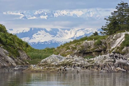 Picture of AK, GLACIER BAY NP CORMORANTS ON ROCKS