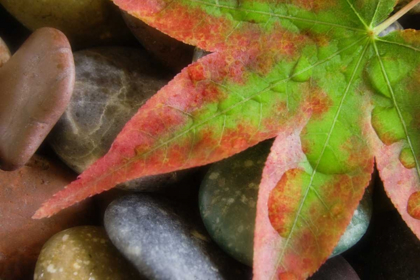 Picture of SMOOTH ROCKS AND FALL-COLORED MAPLE LEAF