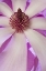 Picture of CLOSE-UP OF TULIP MAGNOLIA IN SPRINGTIME
