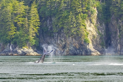 Picture of USA, ALASKA HUMPBACK WHALE TAIL LOBBING