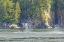 Picture of USA, ALASKA HUMPBACK WHALE TAIL LOBBING
