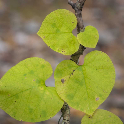 Picture of USA, TENNESSEE HEART-SHAPED VINE LEAVES
