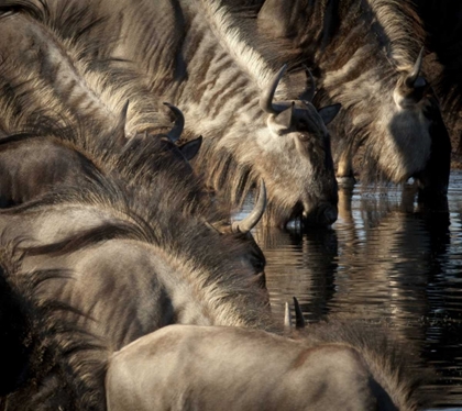 Picture of NAMIBIA, ETOSHA NP BLUE WILDEBEESTS DRINKING