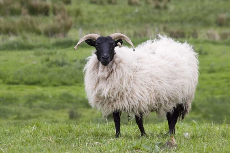 Picture of IRELAND, WESTPORT A SHEEP IN THE COUNTRYSIDE