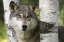 Picture of MINNESOTA, SANDSTONE GRAY WOLF BETWEEN BIRCH