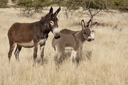 Picture of NAMIBIA ADULT AND YOUNG DONKEYS IN DRY GRASS