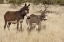 Picture of NAMIBIA ADULT AND YOUNG DONKEYS IN DRY GRASS