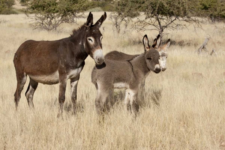 Picture of NAMIBIA ADULT AND YOUNG DONKEYS IN DRY GRASS